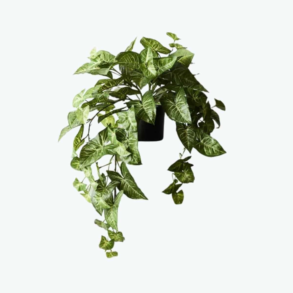 Syngonium Hanging Bush in Pot