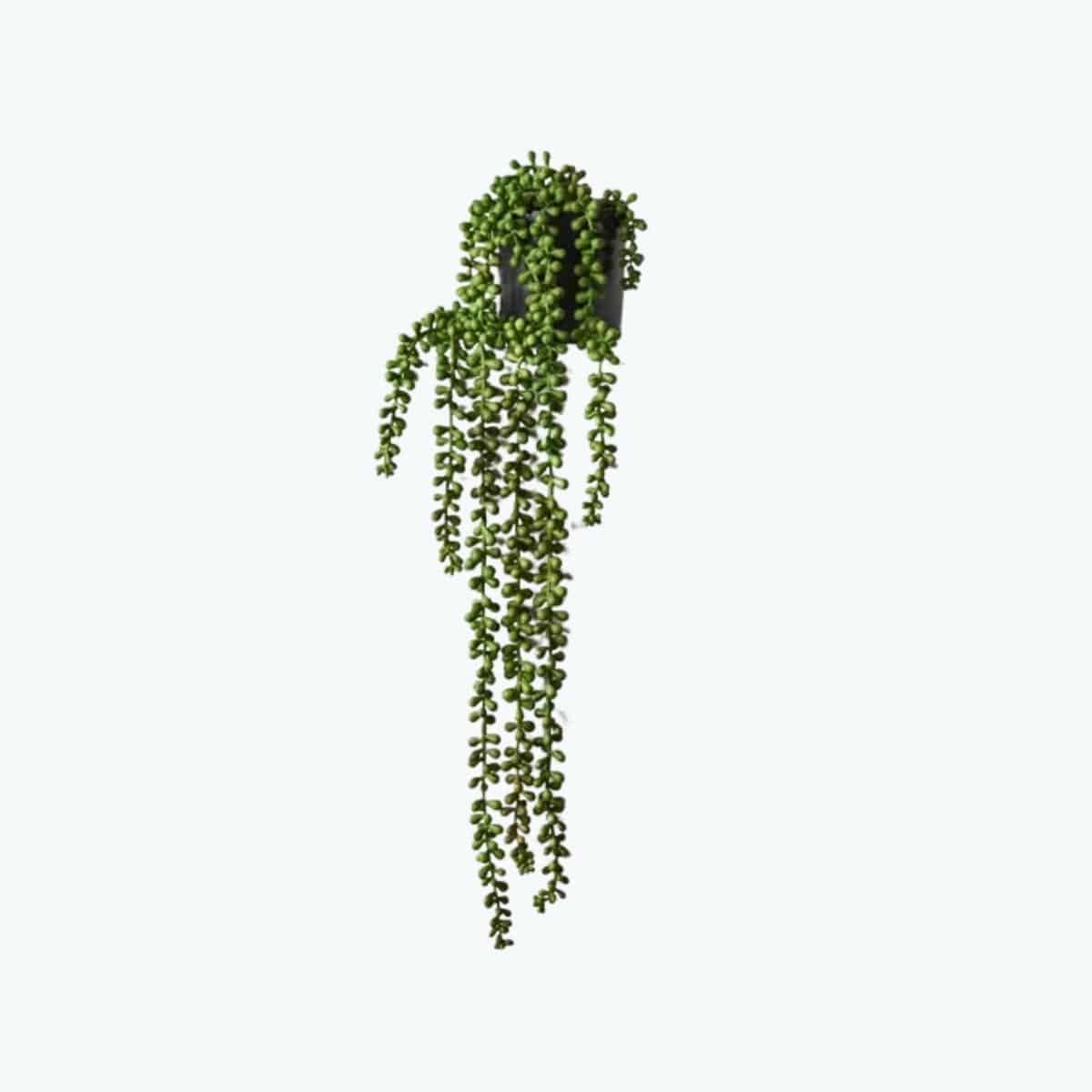 String of Pearls in Pot